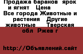 Продажа баранов, ярок и ягнят › Цена ­ 3 500 - Все города Животные и растения » Другие животные   . Тверская обл.,Ржев г.